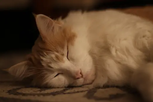 pet friendly rugs materials